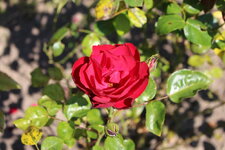 Duitsland-Kassel ''Bergpark Wilhelmshöhe Blumen'' (5).JPG Duitsland-Kassel ''Bergpark Wilhelmshöhe Blumen'' (5).JPG