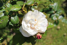 Duitsland-Kassel ''Bergpark Wilhelmshöhe Blumen'' (7).JPG Duitsland-Kassel ''Bergpark Wilhelmshöhe Blumen'' (7).JPG