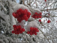 Rote früchte im Winter (3).JPG