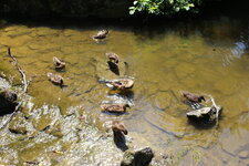 Duitsland-Kassel ''Bergpark Wilhelmshöhe Enten'' (1).JPG