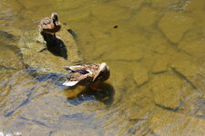 Duitsland-Kassel ''Bergpark Wilhelmshöhe Enten'' (2).JPG