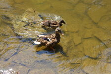 Duitsland-Kassel ''Bergpark Wilhelmshöhe Enten'' (3).JPG