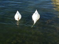 IMG-20261006-WA0078.jpg