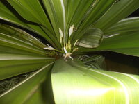 DSCN9091.JPG