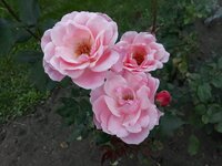 IMG-20261003-WA0151.jpg