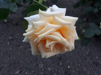 IMG-20261003-WA0152.jpg