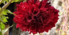 IMG_20261006_160230.jpg