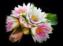 flower-on-night.jpg