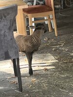 IMG_4765.jpeg
