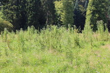 Duitsland-Kassel ''Bergpark Wilhelmshöhe Wiese'' (5).JPG