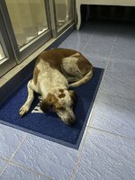 IMG_9002.jpeg