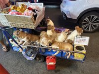 IMG_3016.jpeg