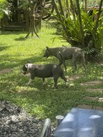 IMG_9034.jpeg