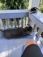 IMG_9017.jpeg