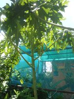 DSCN9066~3.JPG