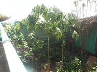 DSCN9068.JPG