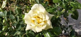 IMG_20261018_093446.jpg
