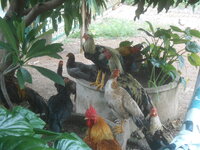 DSCN9197.JPG