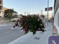 IMG_3313.jpeg