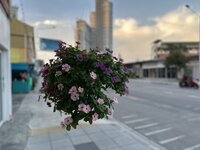 IMG_3312.jpeg