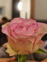 IMG_20261021_192145.jpg