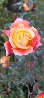 IMG_20261022_154247.jpg