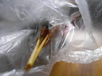 DSCN9231.JPG DSCN9231.JPG