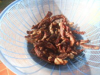 DSCN9267.JPG DSCN9267.JPG