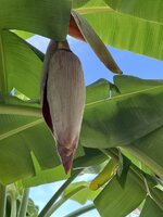IMG_3750.jpeg