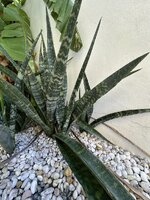 IMG_3748.jpeg