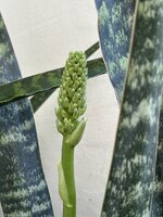 IMG_3749.jpeg