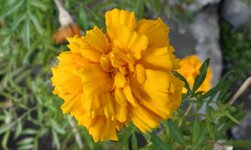 IMG_20261028_172517.jpg