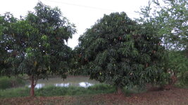 IMG_4401.JPG