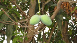 IMG_4393.JPG