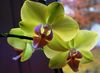 k-orchidee.jpg