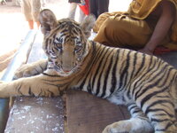 Tiger.JPG