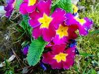 dsc06912001.jpg