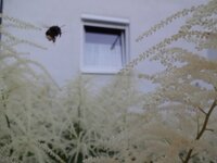 dsc08829001_34733.jpg