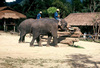 elephanten.jpg
