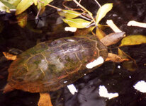 Unbenannt-123.jpg Unbenannt-123.jpg