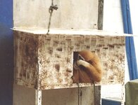 der_affe_aber_ein_jahr_sp_ter_mit_kette.jpg der_affe_aber_ein_jahr_sp_ter_mit_kette.jpg