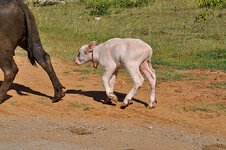dsc_0275_360321.jpg