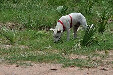 dsc_0294.jpg dsc_0294.jpg