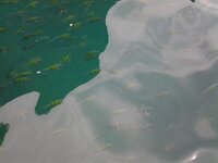 11219625_1506333893027696_7736924837888379296_n.jpg 11219625_1506333893027696_7736924837888379296_n.jpg