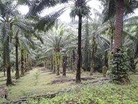 12243238_1509706392690446_8600903295182619659_n.jpg 12243238_1509706392690446_8600903295182619659_n.jpg