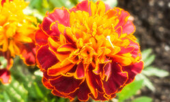 P1040390-2.jpg
