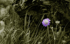 IMG_8013-1.jpg