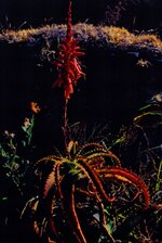 Scannen0224.jpg