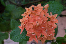 DSC00005.jpg
