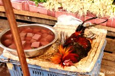 20100216_001743-1.jpg 20100216_001743-1.jpg